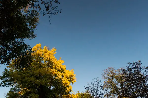 Yellow foliage tree with other trees surrounding — Stock Photo, Image