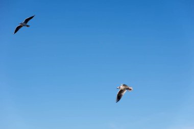 Yan görünümde uçan martılar