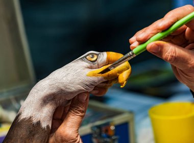Kel kartal bir yandan boyalı