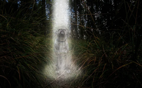 Middelpunt van de belangstelling van bovenaf op een hond.. — Stockfoto