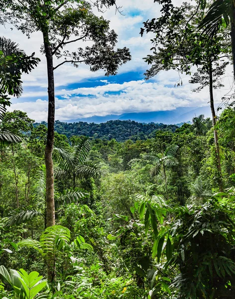 Rainforest in the center of Costa Rica — Stock Photo, Image