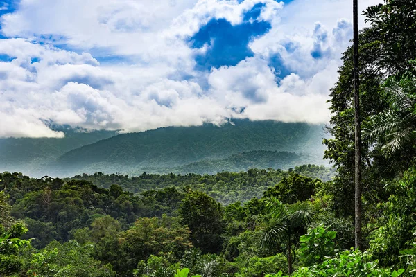 Selva tropical en el centro de Costa Rica — Foto de Stock