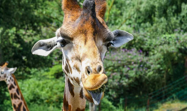 Divertente giraffa con lingua tesa — Foto Stock
