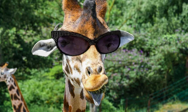 Funny giraffe with sunglasses — Stock Photo, Image