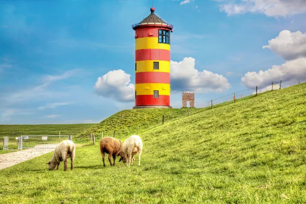 Ovelhas em frente ao farol Pilsum na costa do Mar do Norte da Alemanha . — Fotografia de Stock