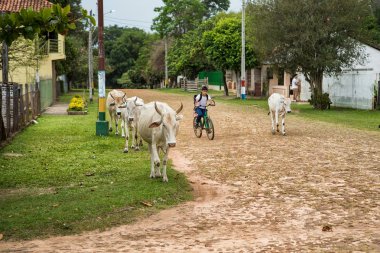 Yataity del Guaira, Paraguay - 16 Kasım 2017: Paraguaylı bir çocuk okuldan gelir ve onun inekler eve götürmek.