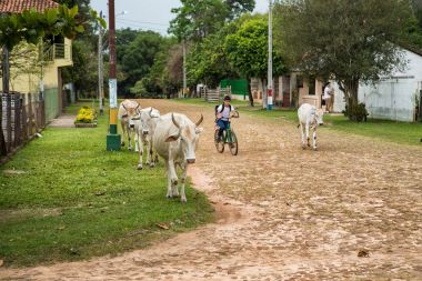 Yataity del Guaira, Paraguay - November 16, 2017: A Paraguayan boy comes from school and drives his cows home. clipart