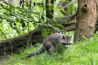 Raccoon in the wild forest clipart
