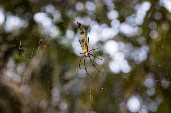 Paraguay'da ipek ağ örümceği