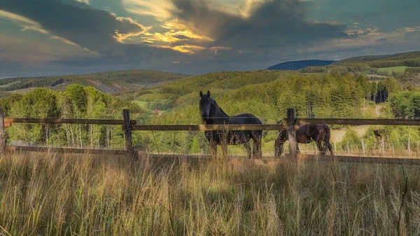 Dois Cavalos Pasto Nas Montanhas — Fotografia de Stock