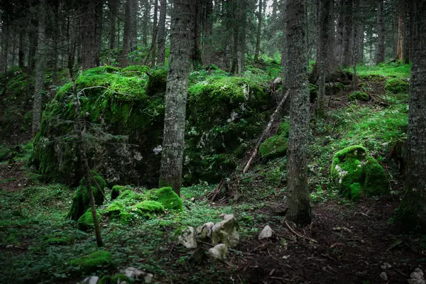 Zelený les na denní, krásná příroda krajina — Stock fotografie