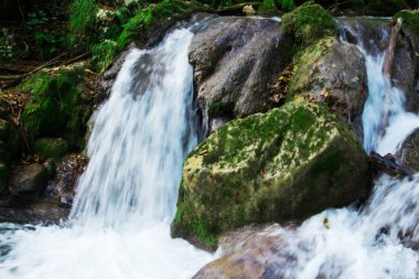 Yeşil orman, güzel doğa manzara net şelale