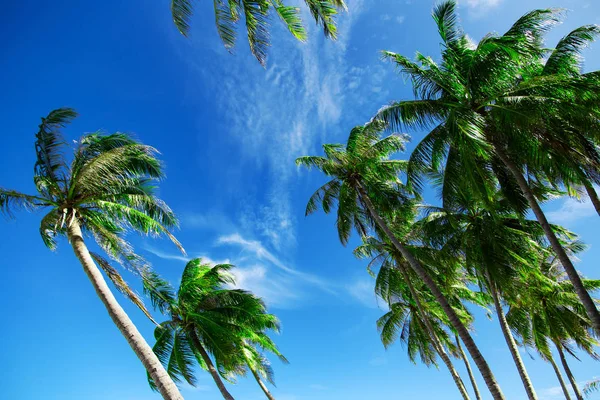 Green palm trees at blue cloudy sky, nature landscape