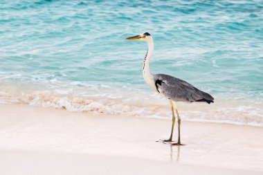 Ayakta kum sahilinde balıkçıl kuş