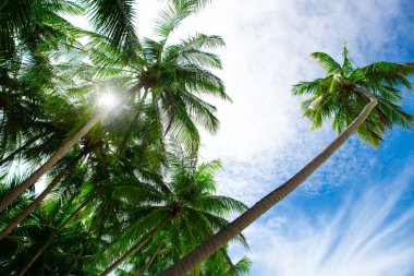 Palmiye ağacı, mavi gökyüzü bulutlu 