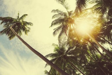 Palmiye ağacı, mavi gökyüzü bulutlu 