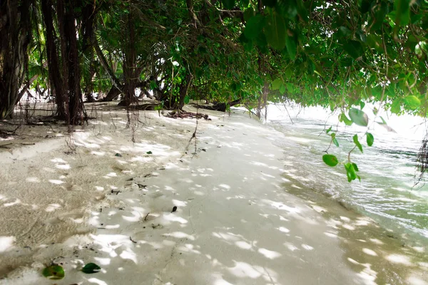 Banyan δέντρο στο τροπικό νησί κατά τους θερινούς μήνες — Φωτογραφία Αρχείου