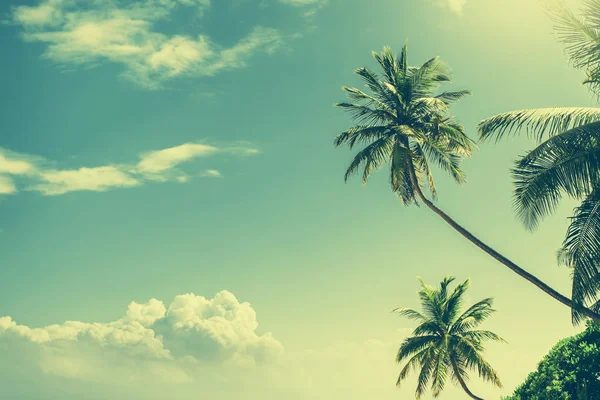 Palmiye ağacı, mavi gökyüzü bulutlu — Stok fotoğraf