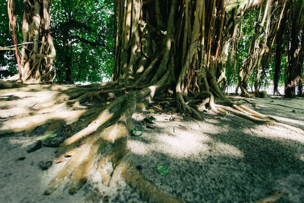 Banyan drzewo na tropikalnej wyspie — Zdjęcie stockowe