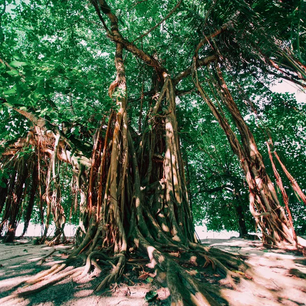 Banyan drzewo na tropikalnej wyspie — Zdjęcie stockowe