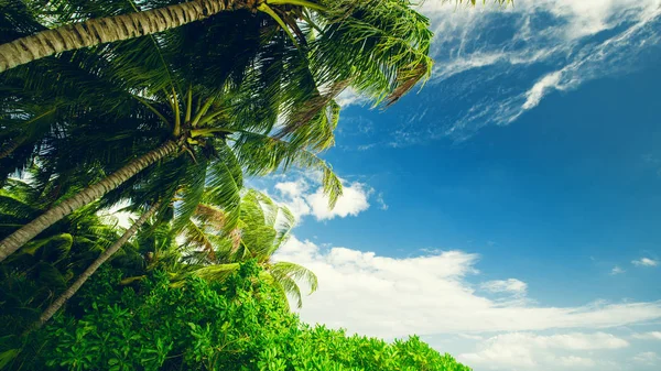 Palm tree at blue sky with clouds — Stock Photo, Image