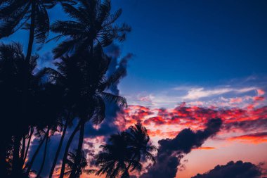 Palmiye ağacı güzel tropik gündoğumu, silüeti