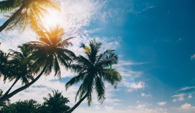 Palmiye ağacı, mavi gökyüzü bulutlu 