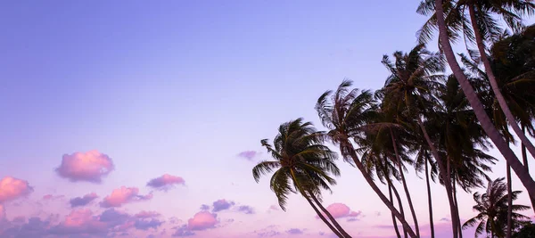 Silueta de palmera en el hermoso amanecer tropical — Foto de Stock