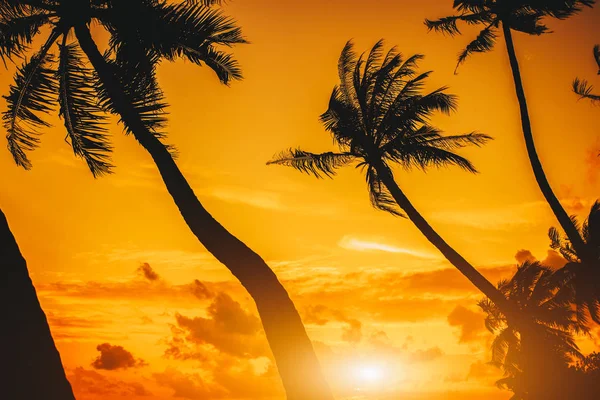 Silhouette of palm tree at beautiful tropical sunrise — Stock Photo, Image