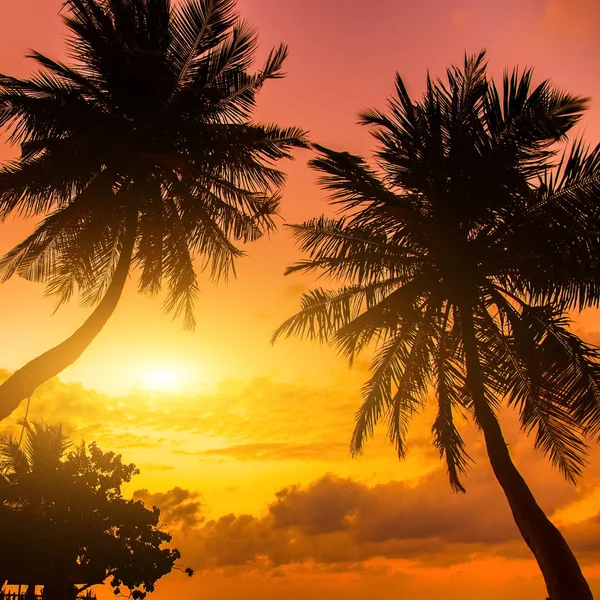 Silhouette of palm tree at beautiful tropical sunrise — Stock Photo, Image