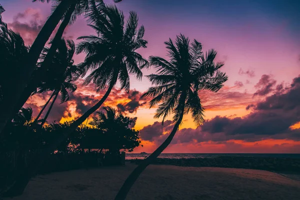 Silhouette de palmier au beau lever du soleil tropical — Photo