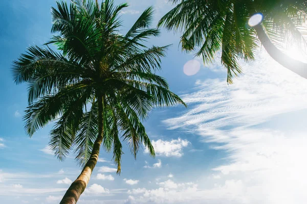 Palm tree at blue sky with clouds — Stock Photo, Image