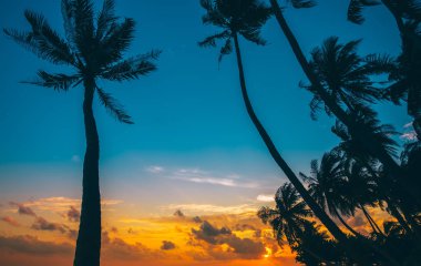 Palmiye ağacının silueti 