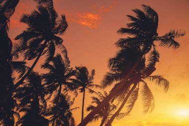 Palmiye ağacının silueti 