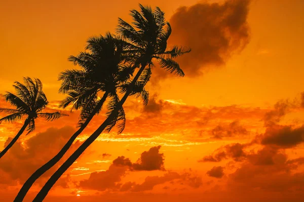 Silhouette of palm tree — Stock Photo, Image