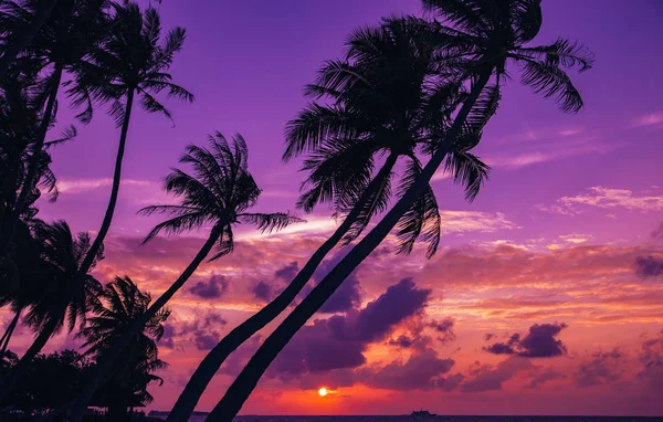 Silhouette of palm tree — Stock Photo, Image