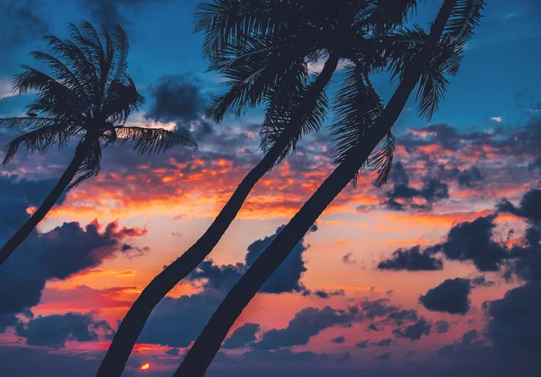 Silhouette of palm tree — Stock Photo, Image