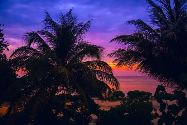 Silhouette of palm tree — Stock Photo, Image