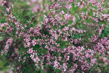 Bloom yeşil Bush badem ceviz