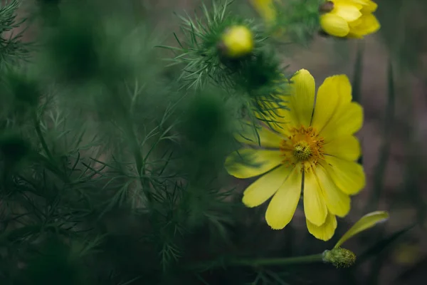 Άνθιση του κίτρινο λουλούδι στο πράσινο θάμνο — Φωτογραφία Αρχείου