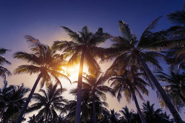 Silhouette of palm tree at beautiful tropical sunset — Stock Photo, Image