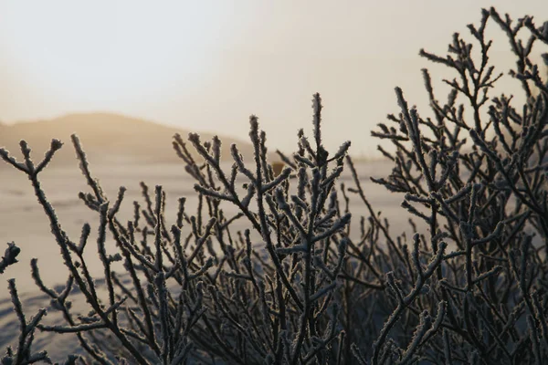 Rijm op boom bij winter zonsopgang. Kola schiereiland, Rusland — Stockfoto