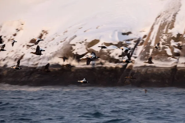 Mar de Barents en el Océano Ártico. Península de Kola, Rusia —  Fotos de Stock