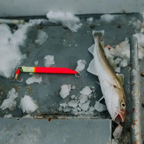 Свежепойманная рыба в Баренцевом море — стоковое фото