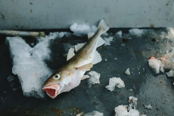 Merluzzo bianco appena pescato nel mare di Barents — Foto Stock