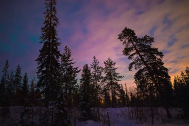 Gece kış, çam ağaçları orman. Doğa manzara