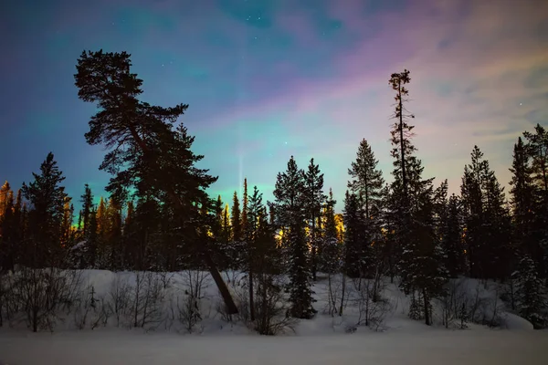 Floresta de pinheiros no inverno da noite. Natureza paisagem — Fotografia de Stock
