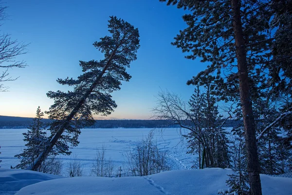 Floresta de pinheiros no crepúsculo de inverno. Natureza paisagem — Fotografia de Stock