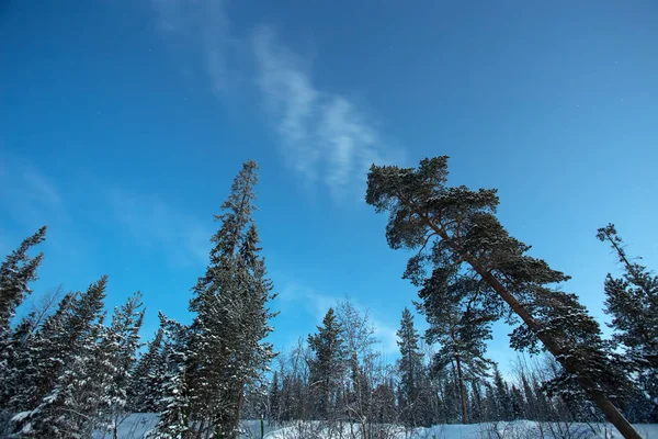 Pine trees forest at winter twilight. Nature landscape Stock Photo