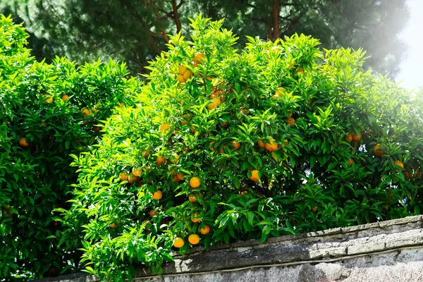 Turuncu meyve ağacı şehir bahçe içinde — Stok fotoğraf